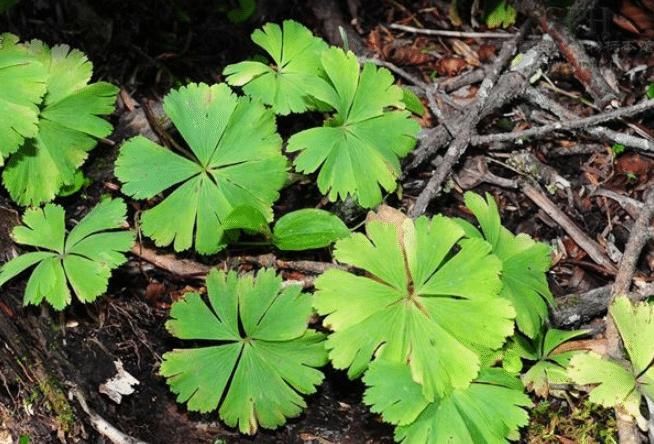  价值|5种罕见植物，只长一片叶子一根茎，价值却很珍贵早看早知道