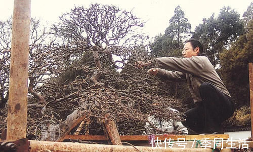 雀梅盆景的一些养护技巧，简单易懂，不知道这些养护技巧，会吃亏