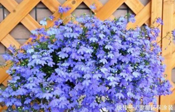 漂亮的4种花，比玫瑰好看，比绿萝好养，花香优雅，迷倒人！