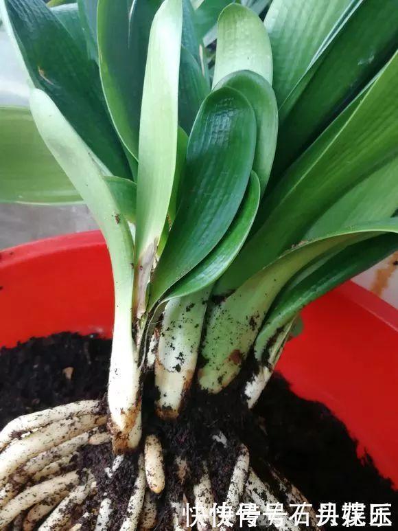 群生|养20年的君子兰,长得就像“大白菜”,一盆就能长8根花箭