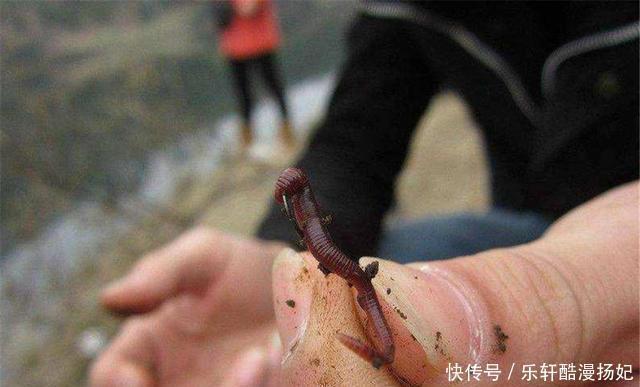 钓鱼|同样用蚯蚓钓鱼,别人钓得多,你钓得少,可能在挂法上就“输”了