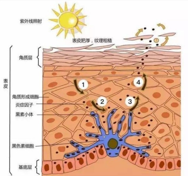 你知道为什么天气一热 肌肤就变黄 斑点明显了？脸上的问题越发明显严重吗？