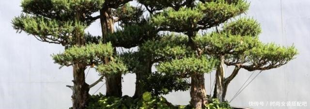 什么是盆景盆景制作方法!