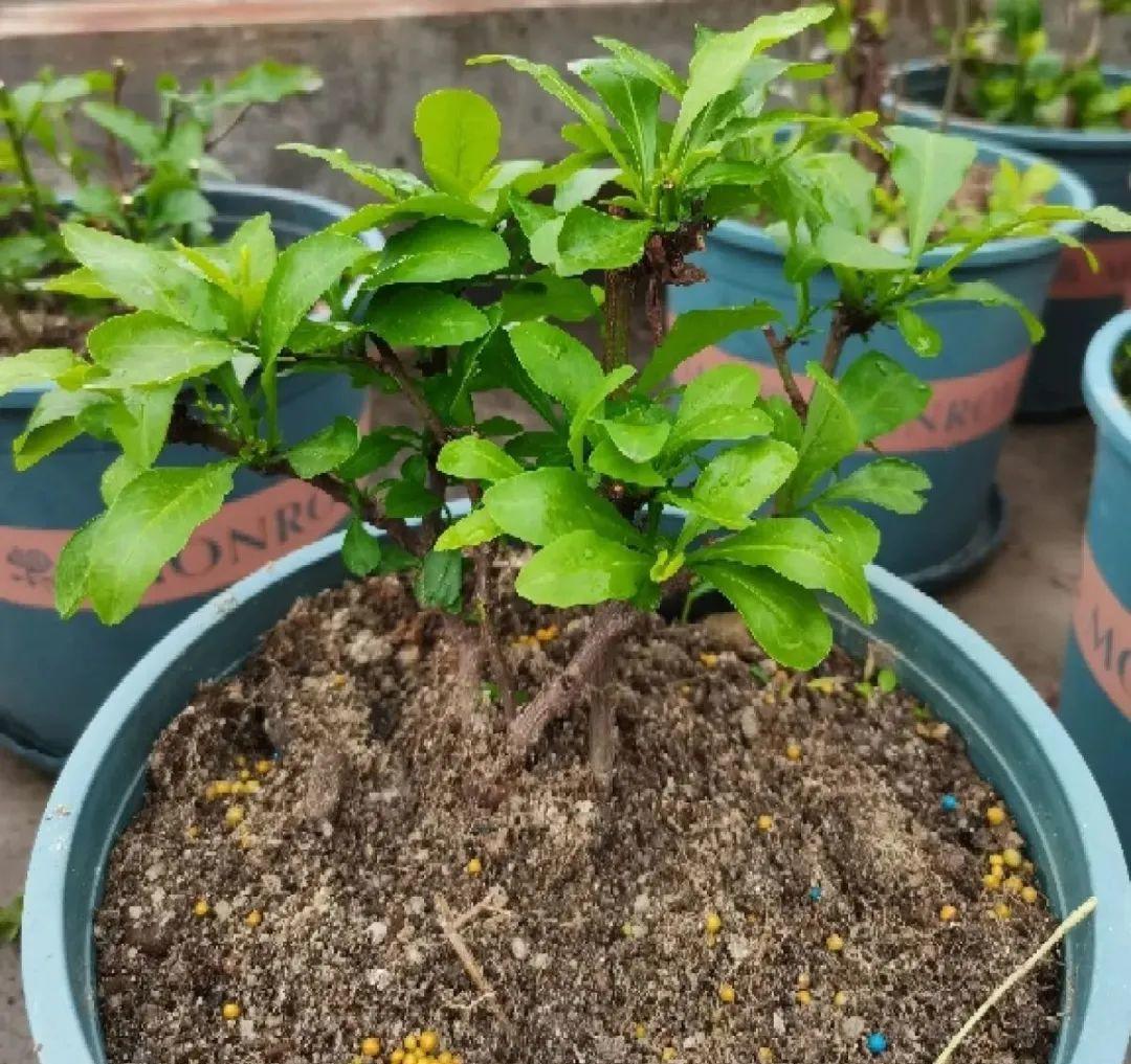 风雨兰|从养花大神家，偷来3个爆花技巧，快学，24小时后删