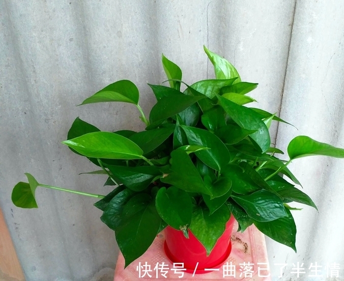 6种公认好养的懒人花,你家有几种,养护需要注意什么?