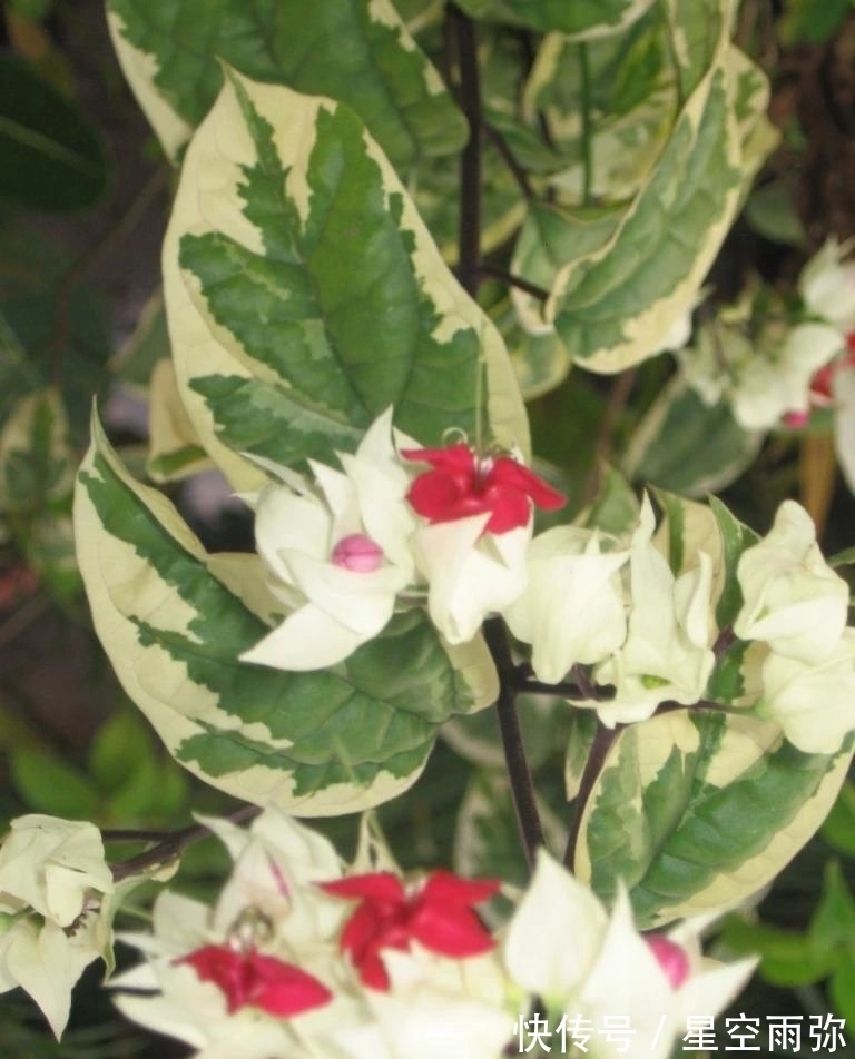 每年春节前后,除了年宵花,买盆龙吐珠也不错,好看的半藤本花卉