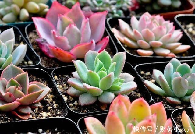 多肉多久浇一次水,按照这三点浇水,小白也能养好多肉
