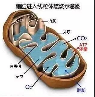 营养物质|越胖运动减肥越难?是你没用对方法,用这个方法助你减脂事半功倍