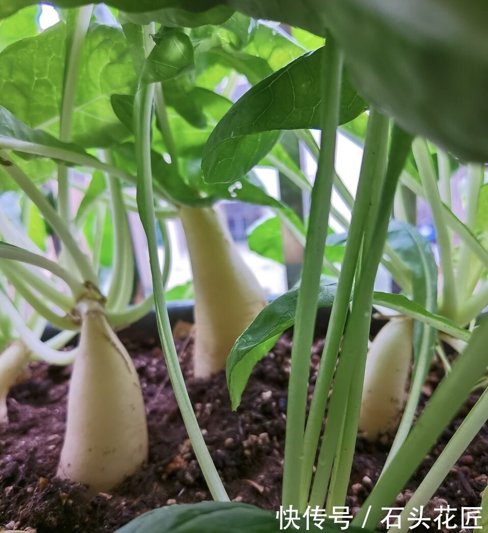 好吃|用了45天时间,在阳台种了“2盆”萝卜,好看又好吃