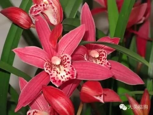 看看小编的兰花