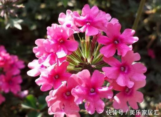 新手养护花卉,就养沾土既活,见光就“旺”的花卉,花开爆盆!