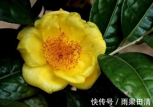 这种花卉,被誉为“植物黄金”,香气浓郁,晒干后可泡茶煮汤