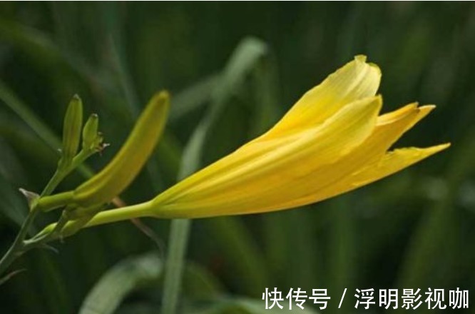 黄花椰菜|种植黄花菜，强身健体，掌握四点，种出健康营养的黄花菜来