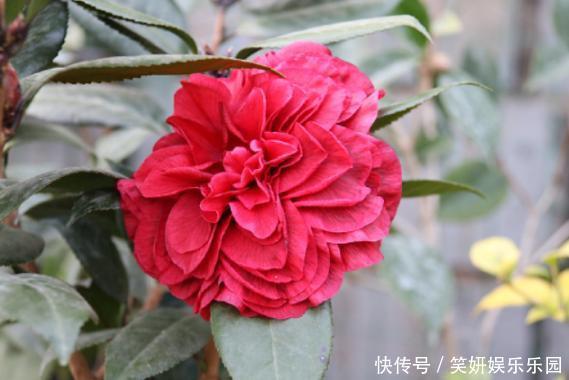 养花人,端正这几种心态,没有什么花养不好