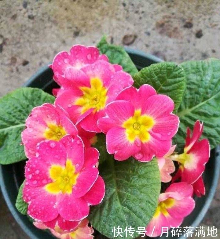 冬天养什么花好,它就不错,花朵大花苞多,很漂亮好养活