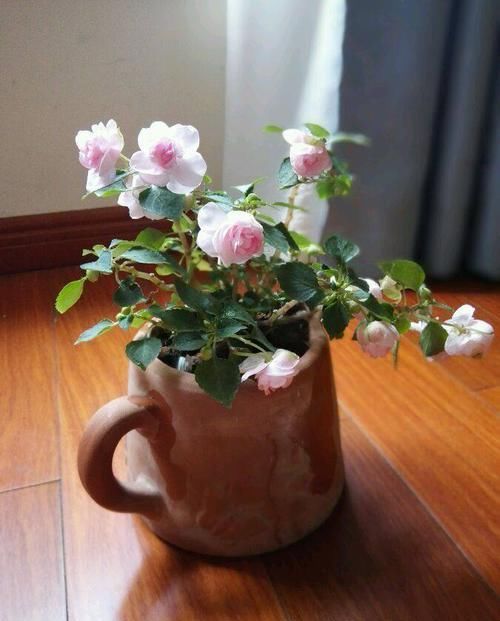  花似|花期最长的4款花，周年开花，花似玫瑰，植株低矮