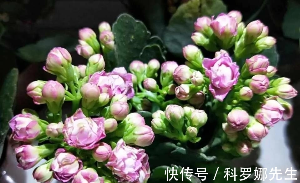 叶绿花繁|养长寿花,这4点很重要,做好了,叶绿花繁!