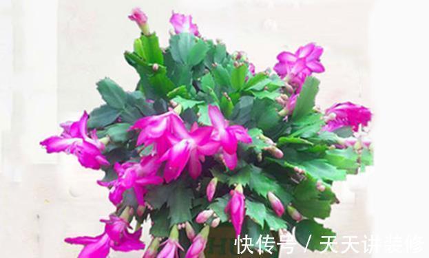 家里养这六种花，干一点越长越好，浇水多就容易烂