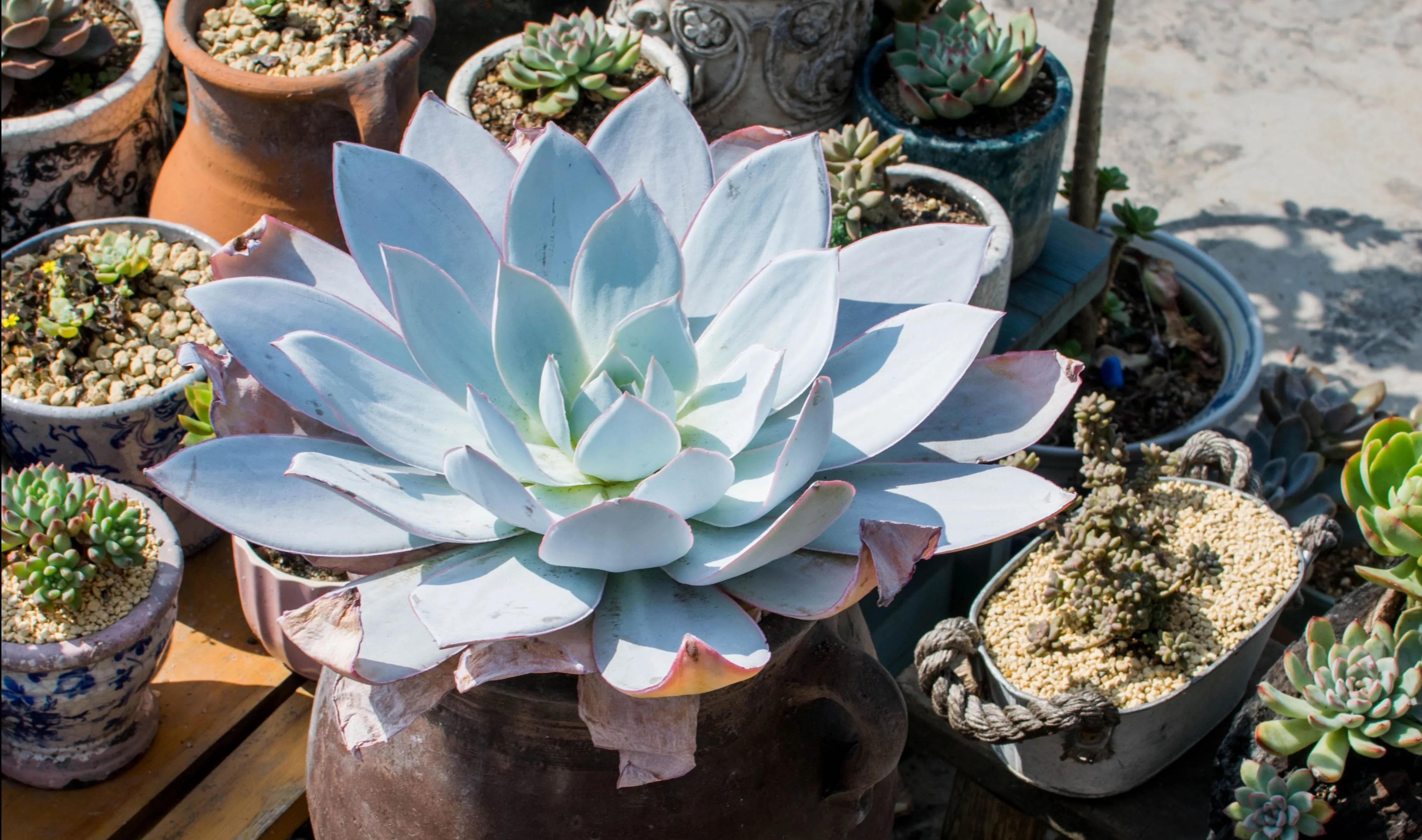 她养的多肉很奇怪,长不大,反而越养越小,你知道怎么回事吗