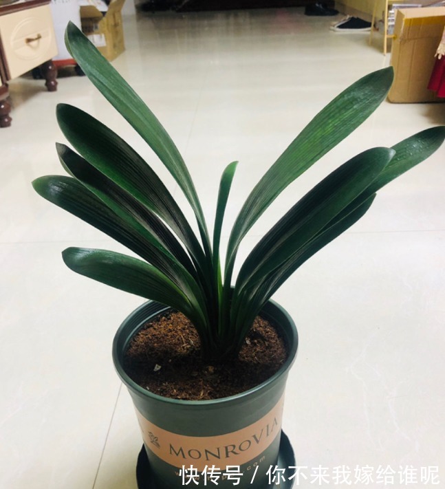 君子兰3大养护难题,一次性给你解决,今年准时开花!