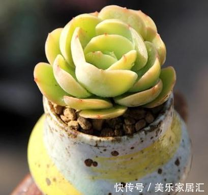 多肉小白入门级多肉植物,耐旱好养株型霸气碧桃多肉