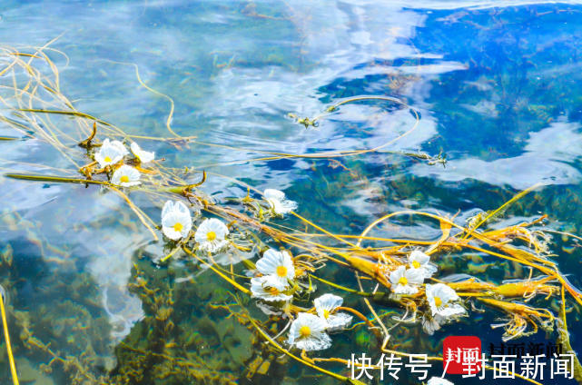 摩梭人|泸沽湖的波叶海菜真不是菜！吃“国保”野生植物犯法