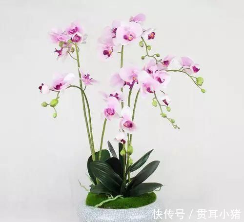 红掌|家里采光差并不影响养花,这几种花耐阴性强,光照差也能开花爆盆