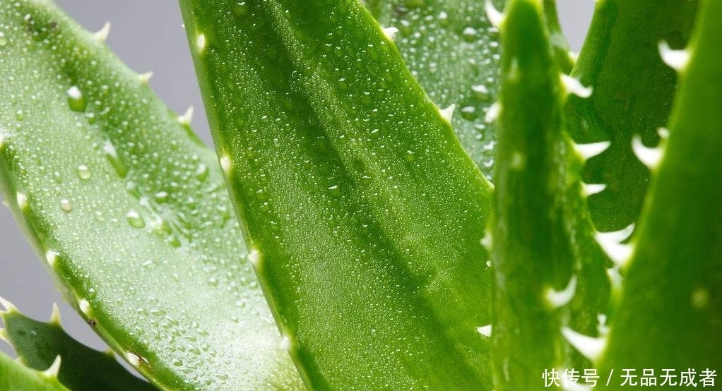 植物|农村这种植物很常见还是女性的好朋友,能淡斑美白、消炎止痒!