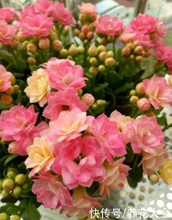 上万块的蟹爪兰，开花像烟花，养过的人不多