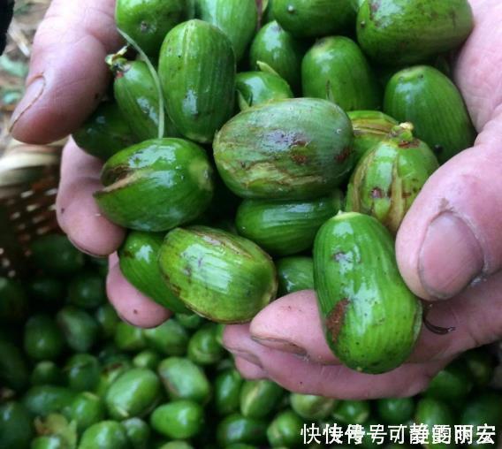 罕见|南方这“罕见”水果,新鲜卖不出,晒干卖80元一斤,果农却不愿种