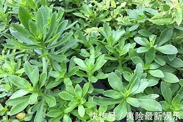 保健|农村这种药食两用的野草,常吃能降三高,对人体心脏有保健作用