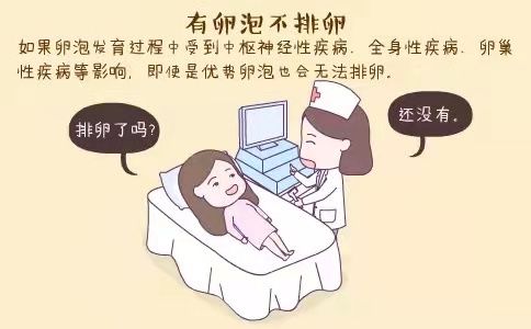 卵泡|【一医科普】又大又圆就是好卵泡？