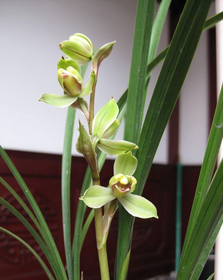  不烂|兰花喜欢“三垃圾”，土里埋一点，不烂根猛窜芽，爆出一圈大花苞