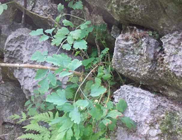 根茎|一种野草它根部含有“黄金”，若遇见请保护好，目前能卖千元一斤