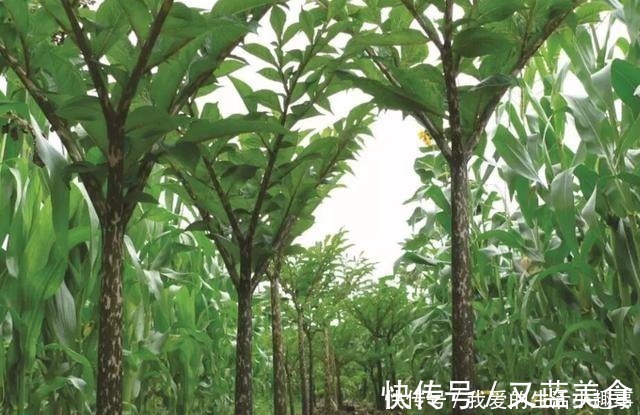 天赐|它是“天赐的良药”,不能生吃,4块钱一斤,炒着吃太香了!