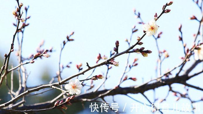 入冬之后,适合养这几种花,花开红艳,在冷都不怕,而且超级好养