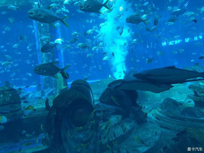 水族馆|游亚特兰蒂斯水族馆