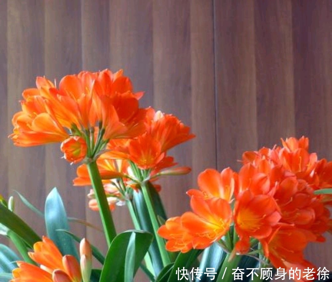 君子兰要想美,就让它喝这几种水,来看看你是否做对