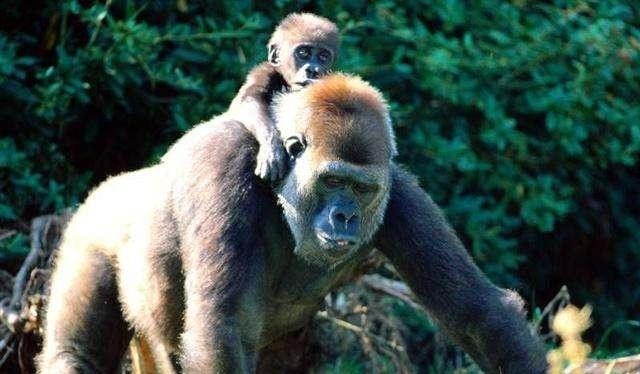 完令|古代皇帝神奇的早年历程,看完令你哭笑不得玄幻小说不过如此