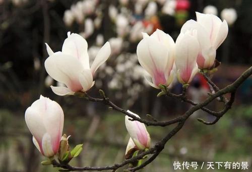 种花|有个院子别只会养月季花,种下3种花,皮实好养开花旺,做法高