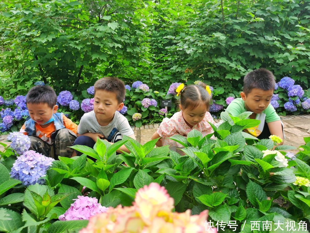 花友会|百颗毳毬谁织就，几枝琼萼露和圆 成都植物园“绣球花花”花友会与园艺爱好者浪漫相约