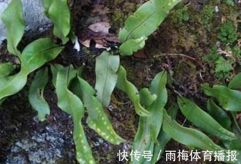 泡水|一种“精灵草”，专长岩石上，民间拿来泡水喝，野外遇见要珍惜