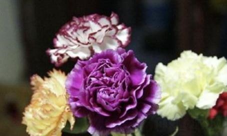 养好康乃馨，好好学“一招”，花朵一蹿就满枝，花开“别样红”