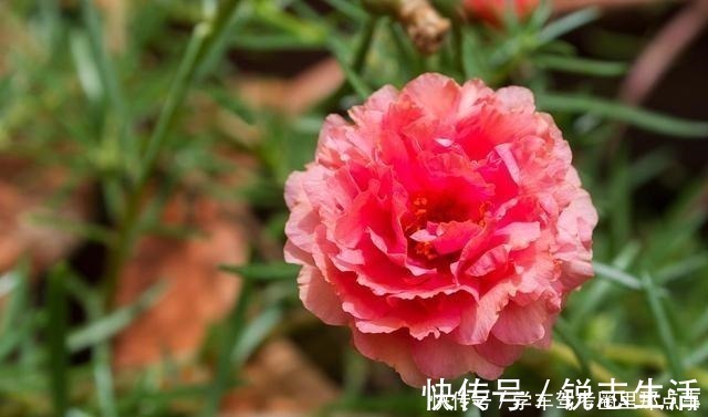 养花|磷酸二氢钾养花最常见的6个误区,难怪花草越长越差还不开花!