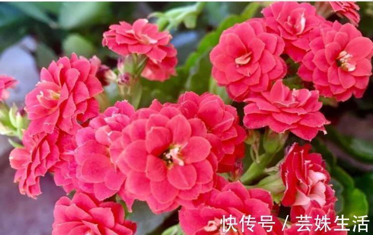 邻居逛花市,只买这“3种花”,开花漂亮又好养,越养越上瘾