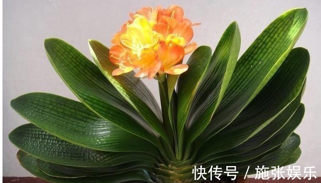 白糖才是最好的“花肥”，再也不用买高价肥了，养啥啥爆盆！