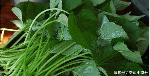 好吃|自己在家炒红薯叶为什么不好吃还发黑?只需多加一样,翠绿不发黑