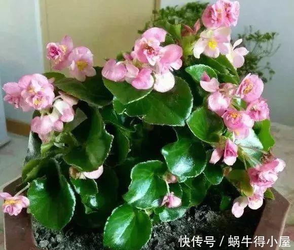 花盆|这几种花,哪怕干得打蔫,也不要往叶子喷水,否则只剩下花盆!