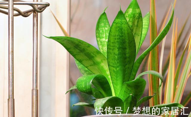 技巧|虎皮兰好养,学会了以下技巧,花纹还能随意变换,提升观赏价值