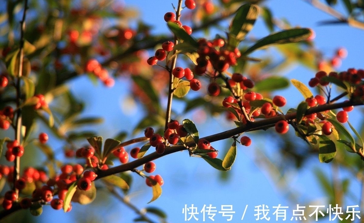 相思$秋风吹,落叶黄,谁的相思在弦上忧伤,谁的深情一望再望